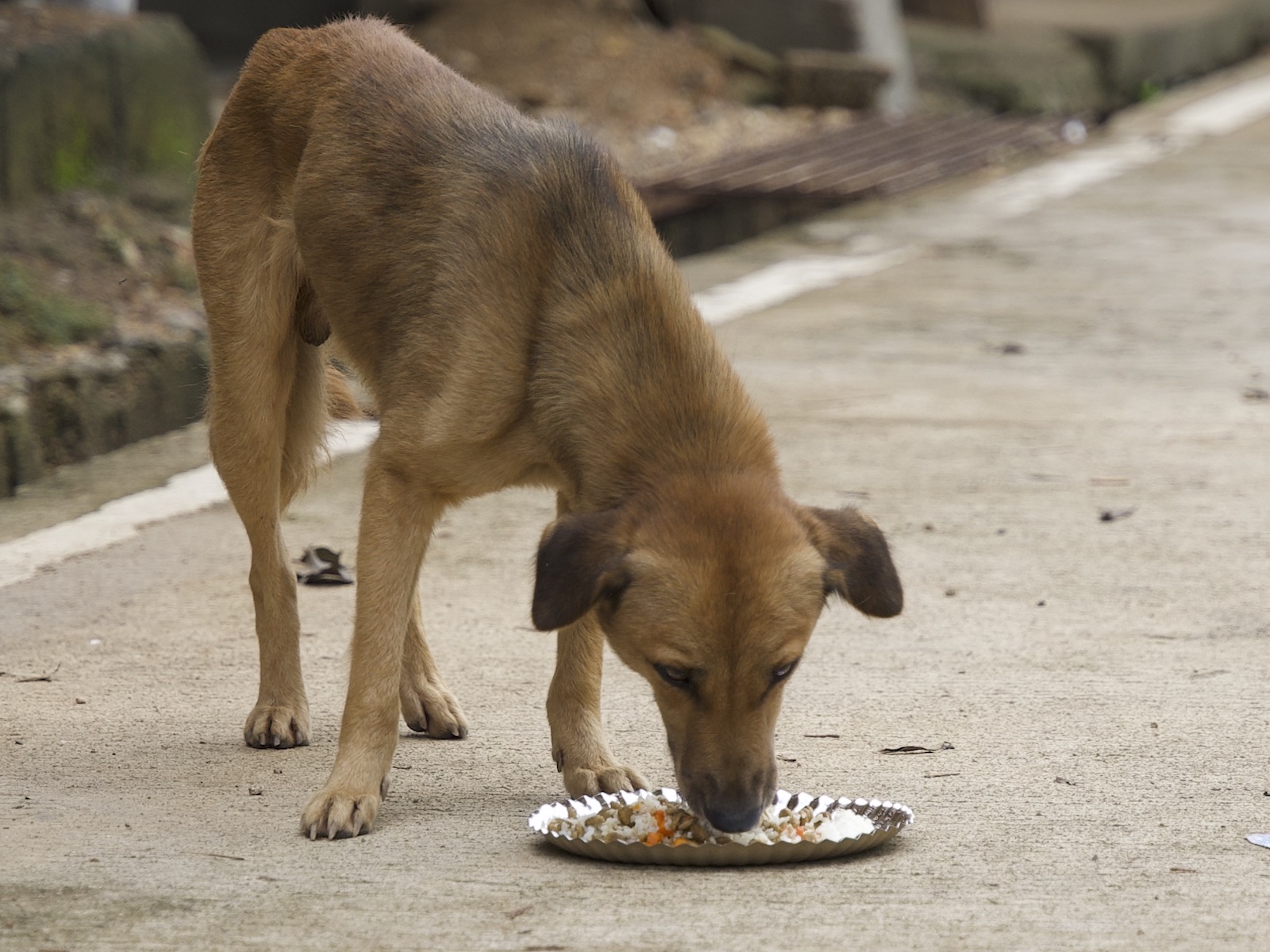 Stray Feeding Program